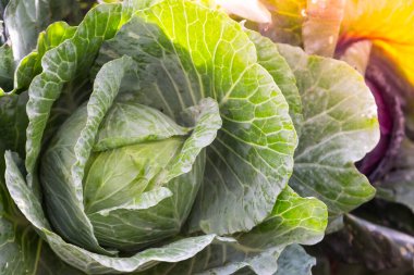 Doğadan taze lahana.