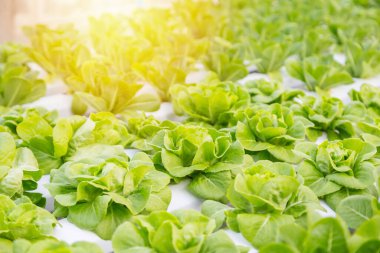 Organik hidroponik sebze yetiştirme çiftliği