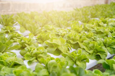 Organik hidroponik sebze yetiştirme çiftliği