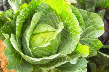 Doğadan taze lahana.