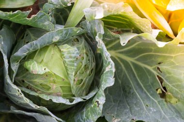 Doğadan taze lahana.