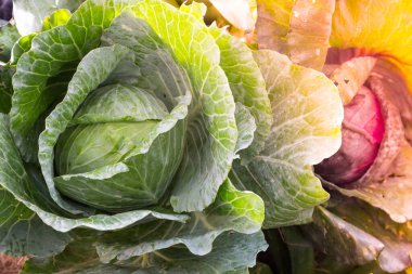 Doğadan taze lahana.