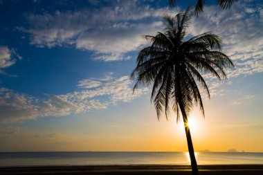 Gün batımından önce sahildeki hindistan cevizi ağacını sustur.