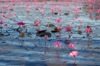 Mor çiçekli pembe su zambağı gölün arka planında çiçek açar.