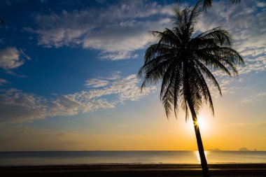 Gün batımından önce sahildeki hindistan cevizi ağacını sustur.