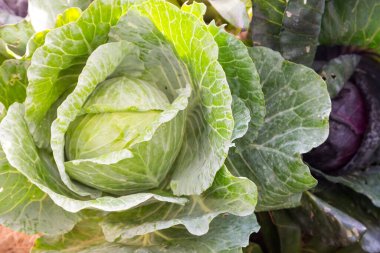 Doğadan taze lahana.