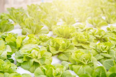 Organik hidroponik sebze yetiştirme çiftliği