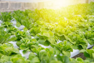 Organik hidroponik sebze yetiştirme çiftliği