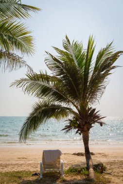 Plaj arka planında hindistan cevizi ağacı olan güneşli sahilde bir plaj sandalyesi.