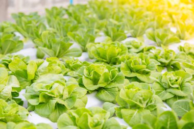 Organik hidroponik sebze yetiştirme çiftliği