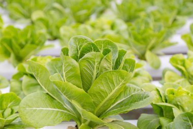 Organik hidroponik sebze yetiştirme çiftliği