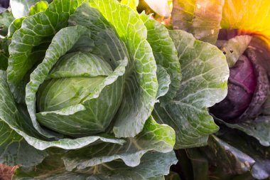 Doğadan taze lahana.