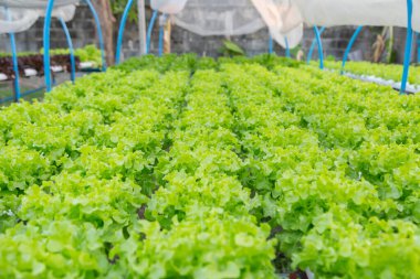 Organik hidroponik sebze yetiştirme çiftliği