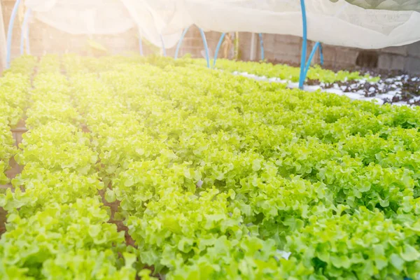 Exploração Biológica Produtos Hortícolas Hidropônicos — Fotografia de Stock