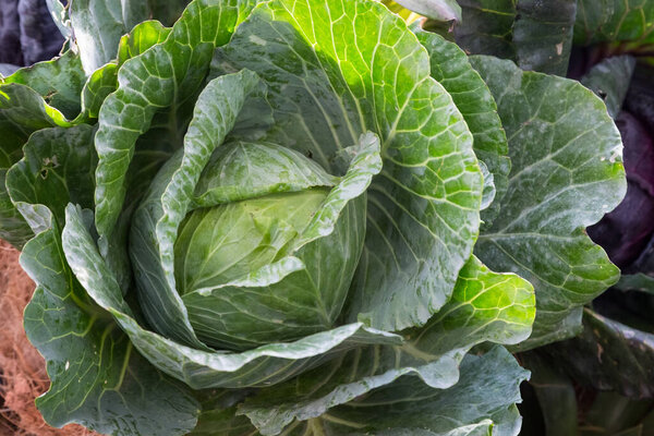 Fresh cabbage from nature background