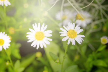 Küçük beyaz papatya çiçek yeşil bokeh baclground ile