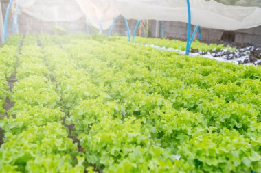 Organik hidroponik sebze yetiştirme çiftliği