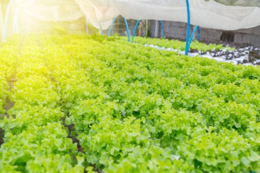 Organik hidroponik sebze yetiştirme çiftliği