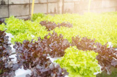 Organik hidroponik sebze yetiştirme çiftliği