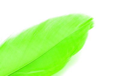 Yeşil tüy üzerinde beyaz izole