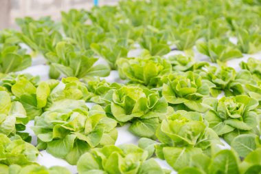 Organik hidroponik sebze yetiştirme çiftliği