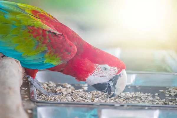 带有模糊背景的食用天然食物的红鹦鹉 — 图库照片