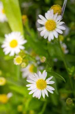 Küçük beyaz papatya çiçek yeşil bokeh baclground ile