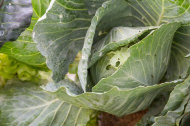 Doğadan taze lahana.