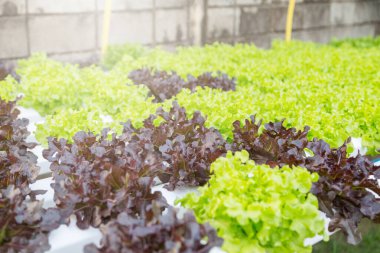 Organik hidroponik sebze yetiştirme çiftliği