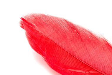 Beyaz arka plan üzerinde izole kırmızı kuş tüyü