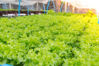 Organik hidroponik sebze yetiştirme çiftliği