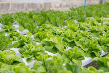 Organik hidroponik sebze yetiştirme çiftliği