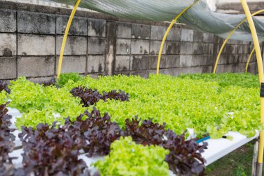 Organik hidroponik sebze yetiştirme çiftliği