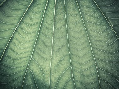 taze yaprak arkaplanının yeşil dokusu