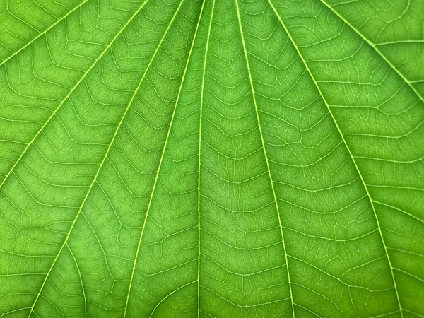 Textura Verde Fondo Hoja Fresca — Foto de Stock