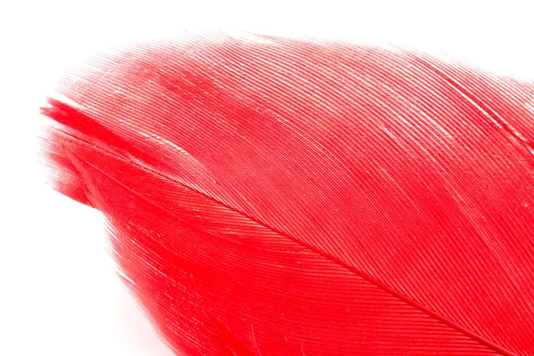 孤立在白色背景上的红色羽毛 — 图库照片
