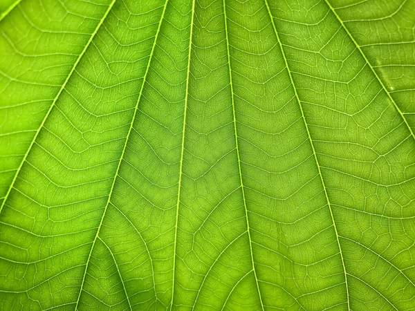 Зелена Текстура Свіжого Листя Фону — стокове фото
