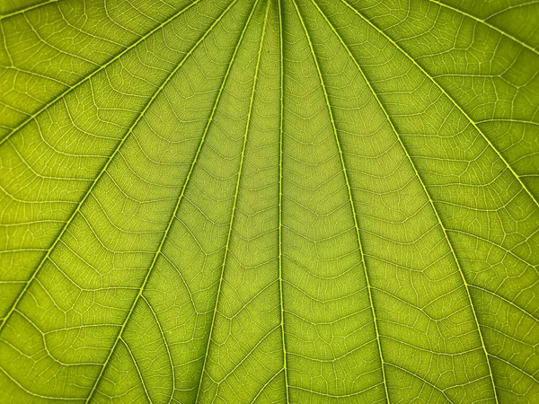 Зеленая Текстура Свежего Листового Фона — стоковое фото