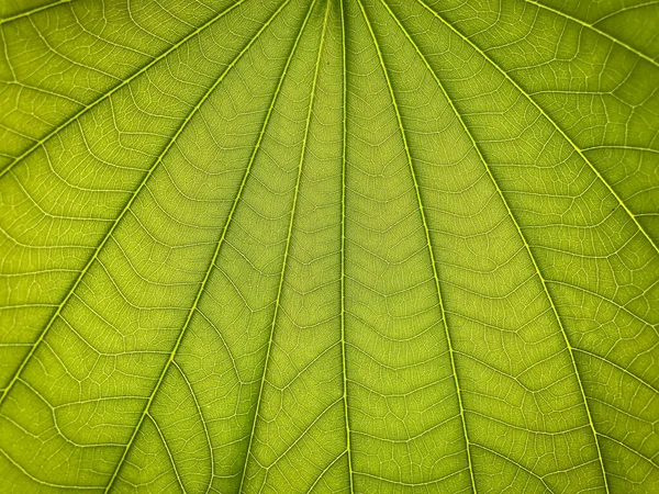 Textura Verde Fondo Hoja Fresca — Foto de Stock