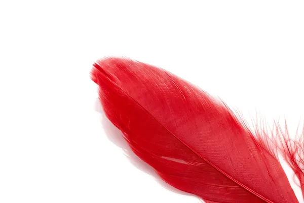 孤立在白色背景上的红色羽毛 — 图库照片