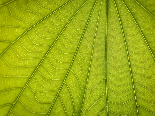 Textura Verde Fondo Hoja Fresca — Foto de Stock