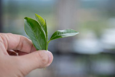 El fonda taze çay yaprakları.