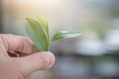 El fonda taze çay yaprakları.