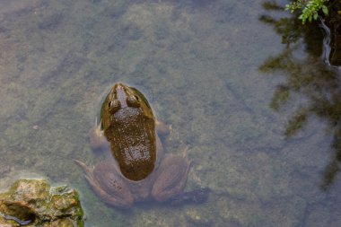 Su altyapısında kurbağa.