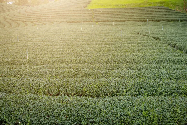 Organic Tea Plantation Background — Stock Photo, Image