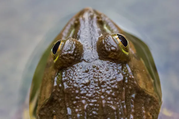 水の自然界のカエル — ストック写真