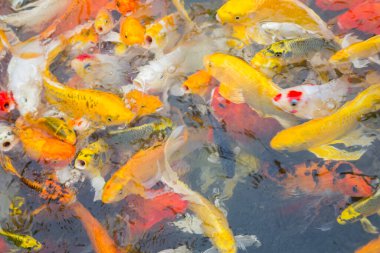 Suyun içinde yüzen renkli Koi balığı.