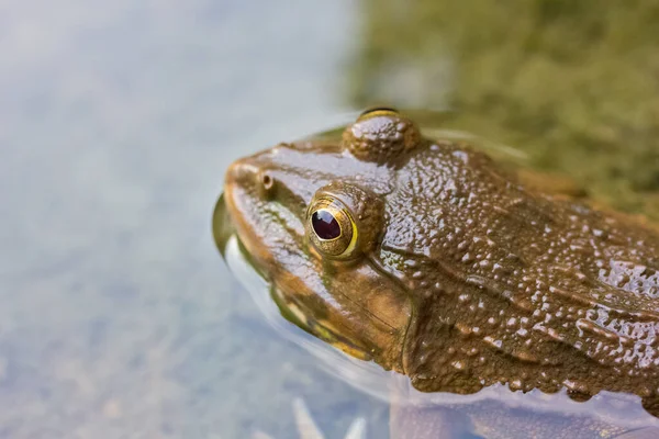 Žába Vodě Příroda Pozadí — Stock fotografie