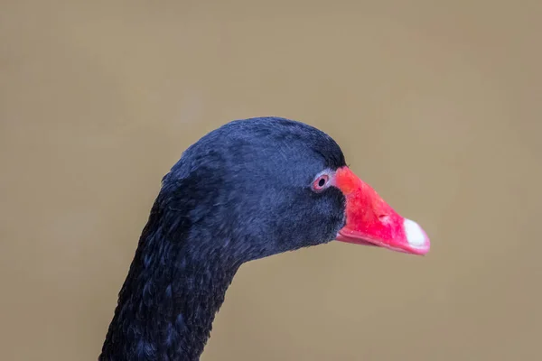 Черный Лебедь Плавает Фоне Бассейна — стоковое фото