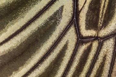 Kelebek kanat desenli arkaplanı kapat